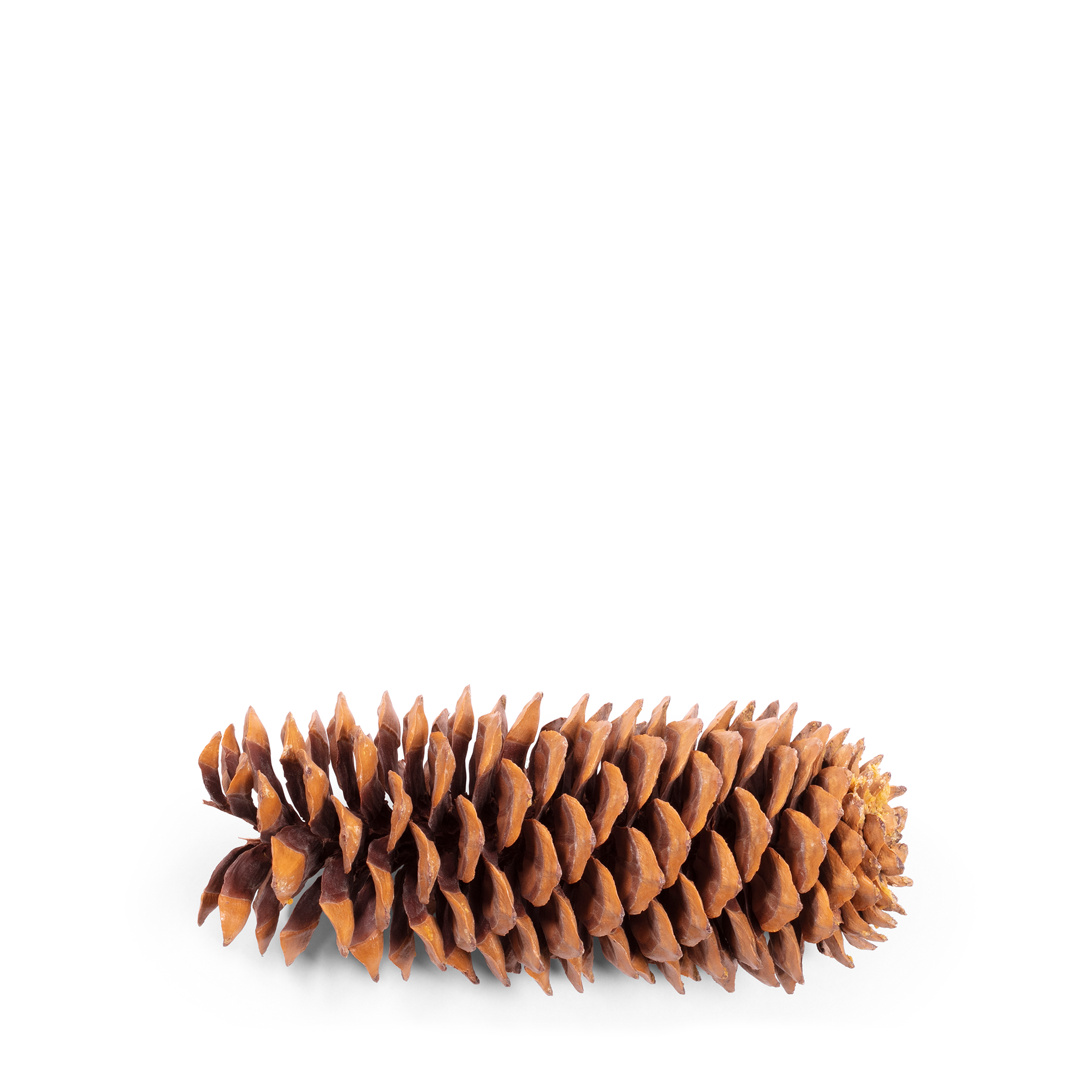 Sugar Pine Cone