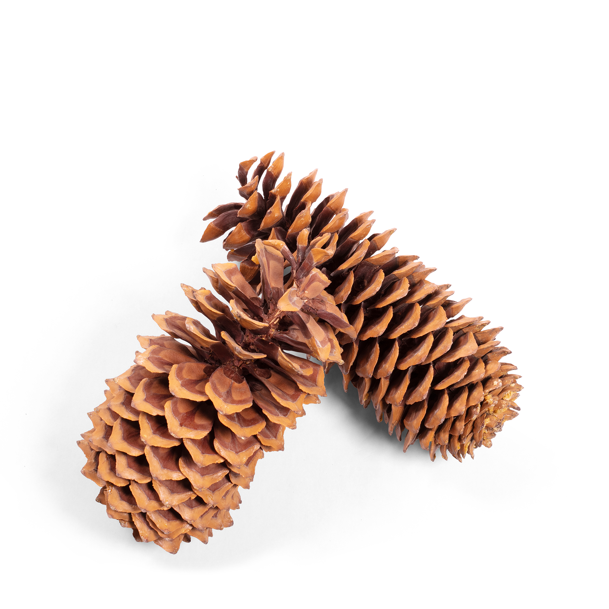 Sugar Pine Cone